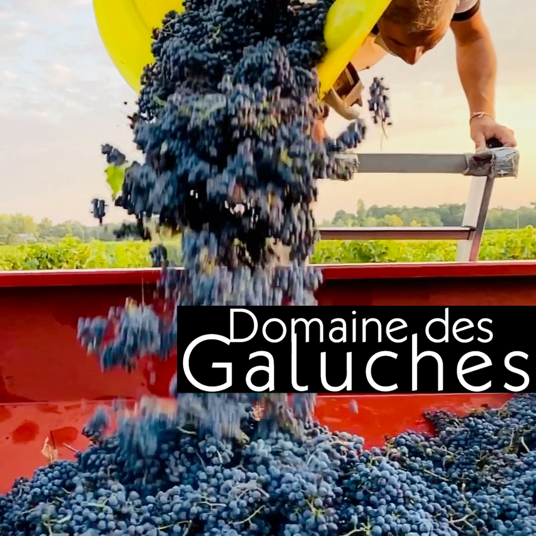VENDANGES 2025